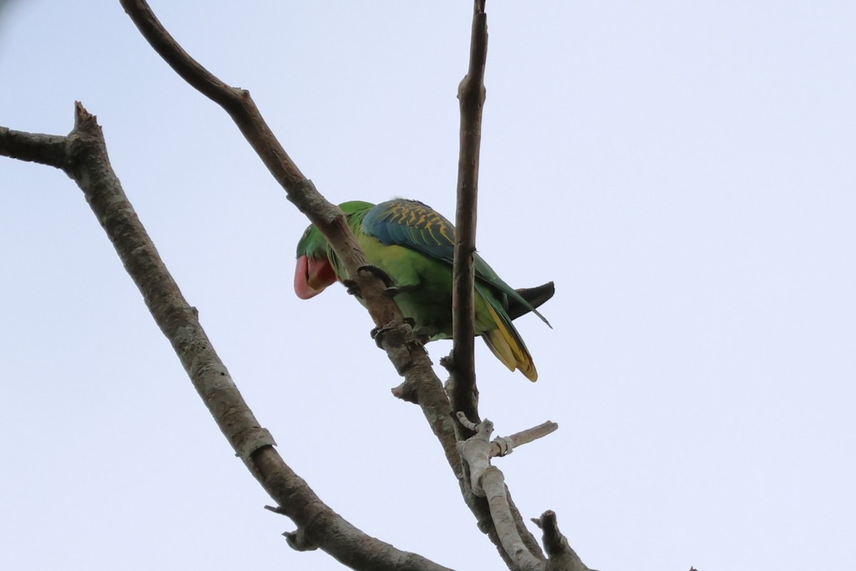 Great-billed Parrot - ML617651121
