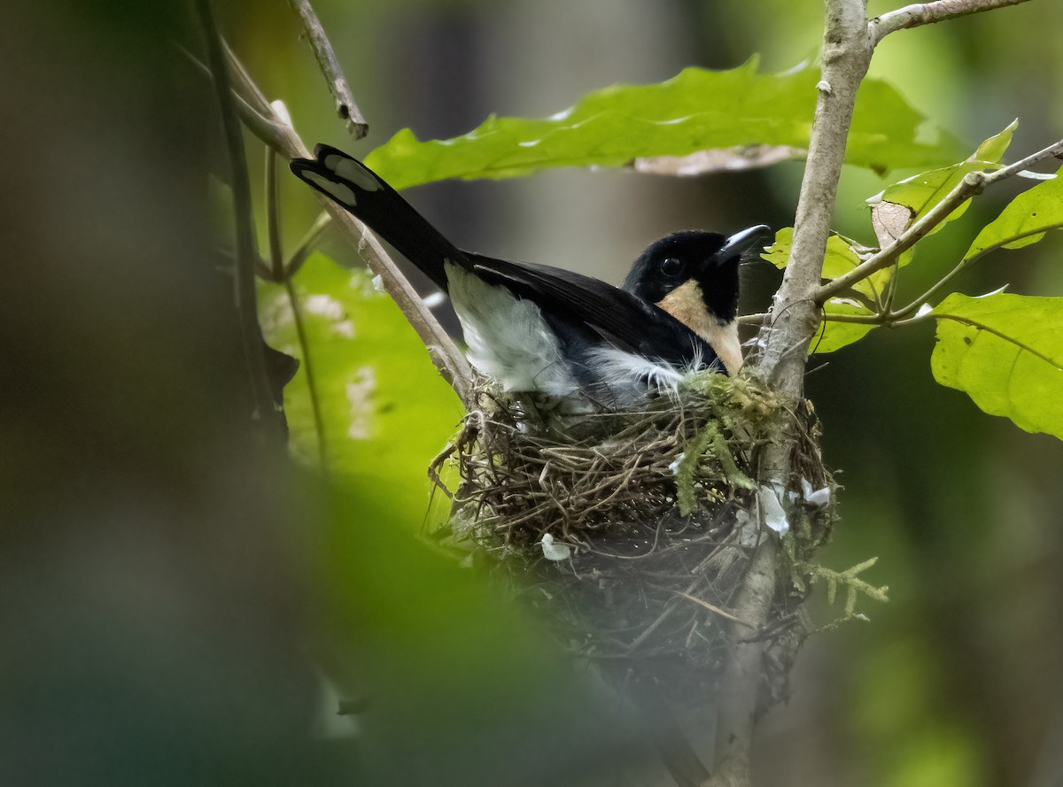 Spectacled Monarch (Halmahera) - ML617651144