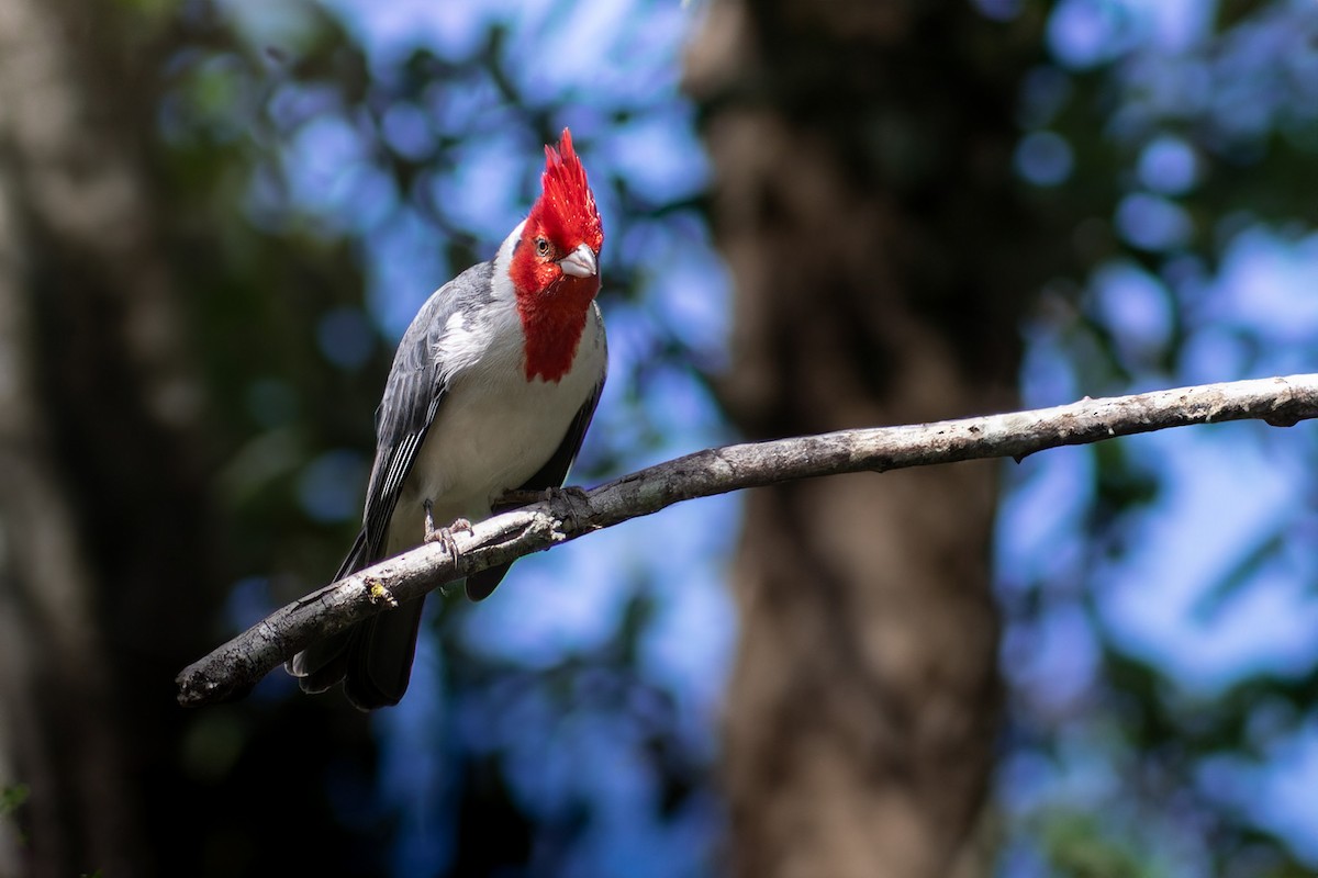 Red-crested Cardinal - Enéas Junior