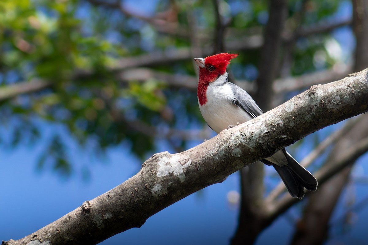 Red-crested Cardinal - ML617651190