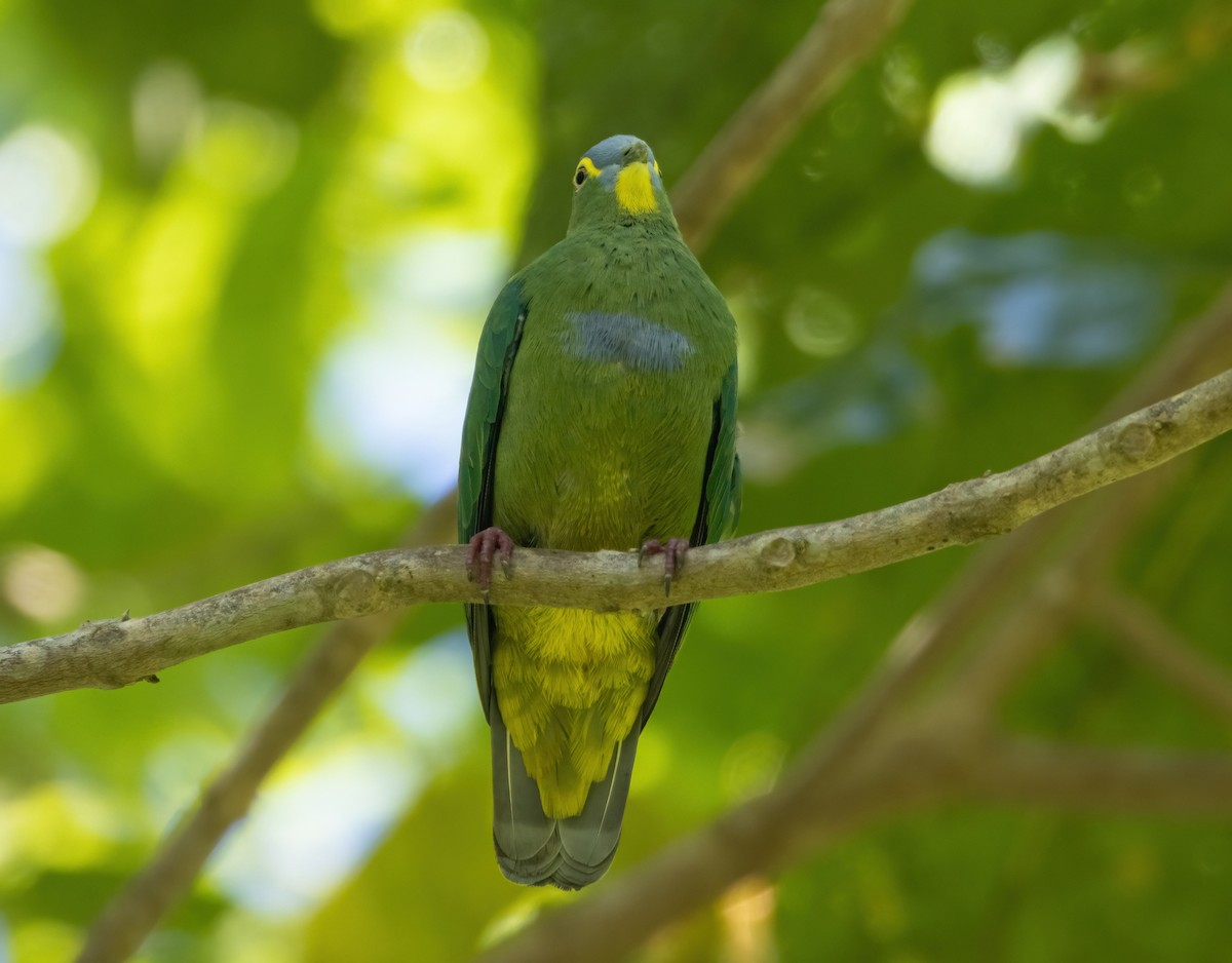 Blue-capped Fruit-Dove - Mitch Rose