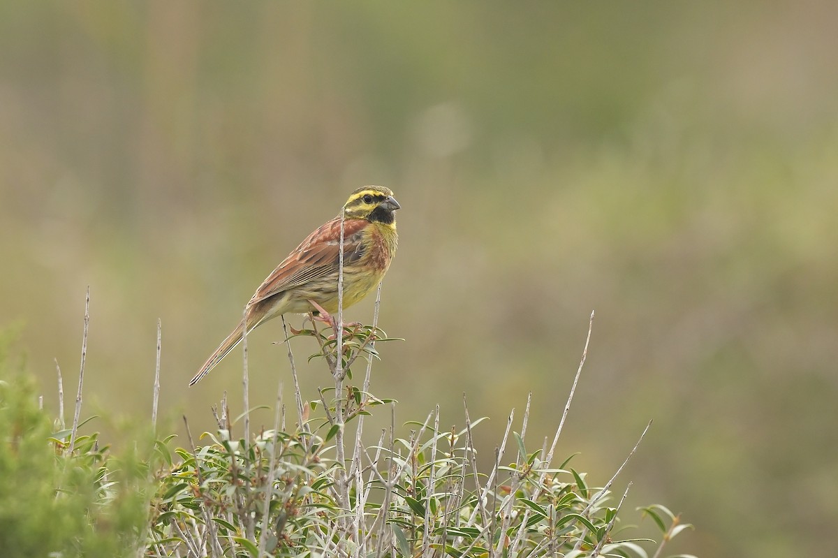 Cirl Bunting - Manfred Nell