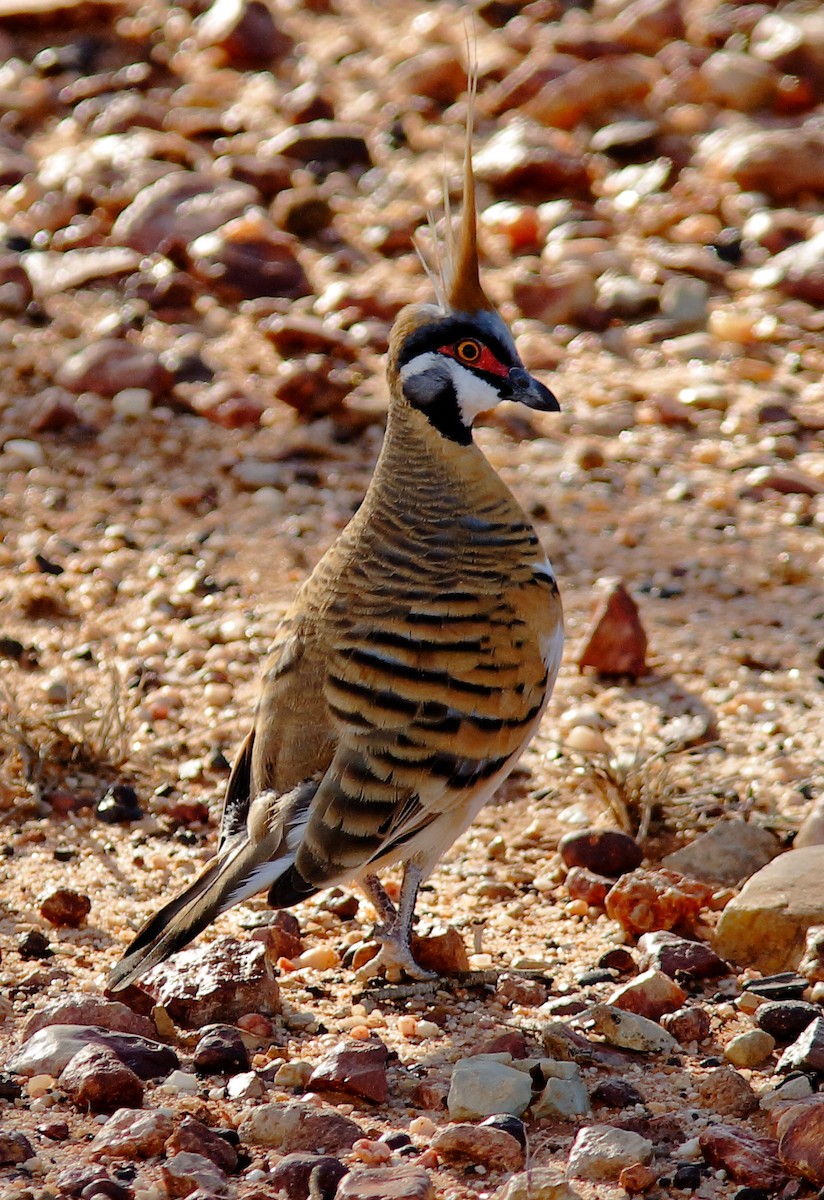 Spinifex Pigeon - ML617651356