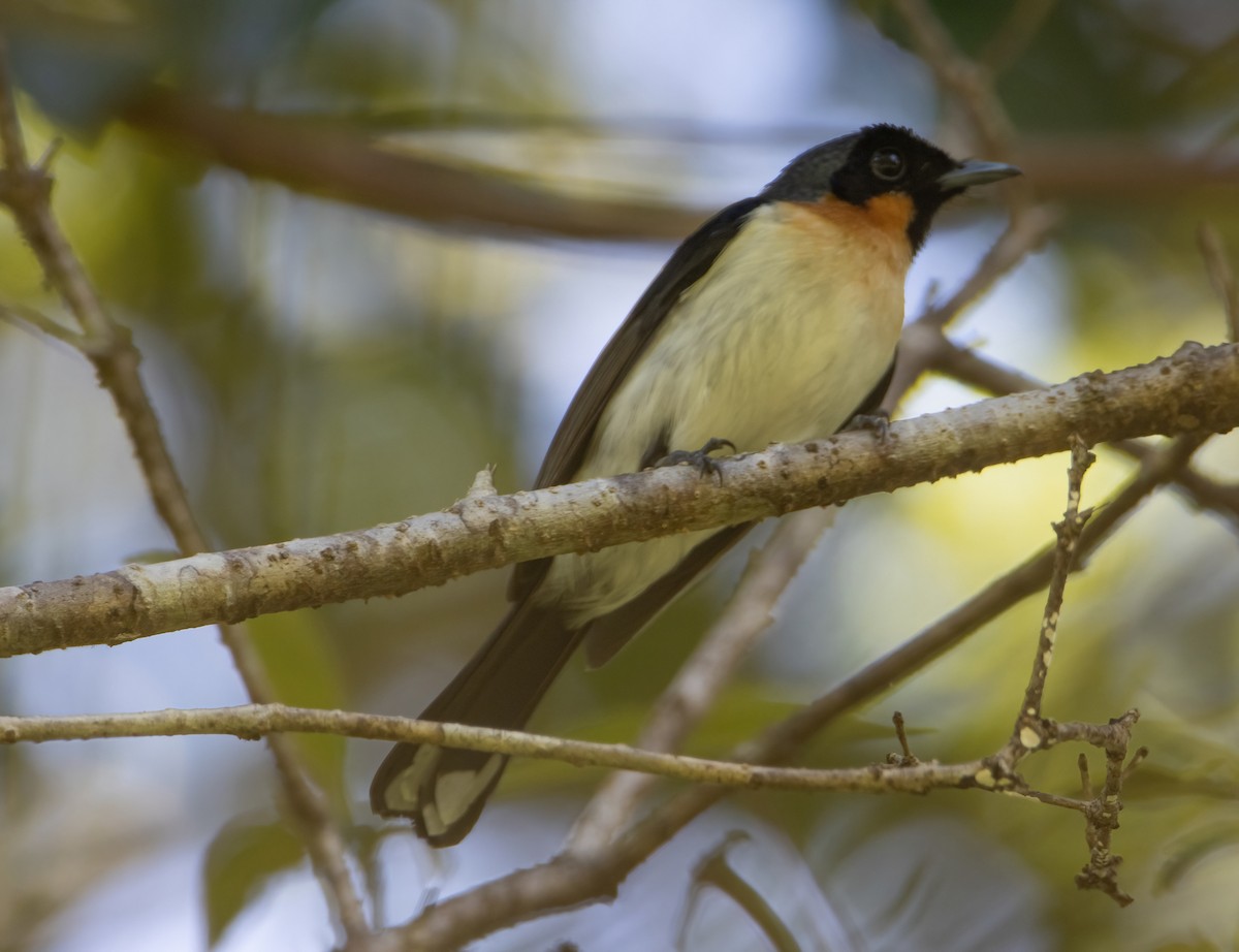 Spectacled Monarch (Halmahera) - Mitch Rose