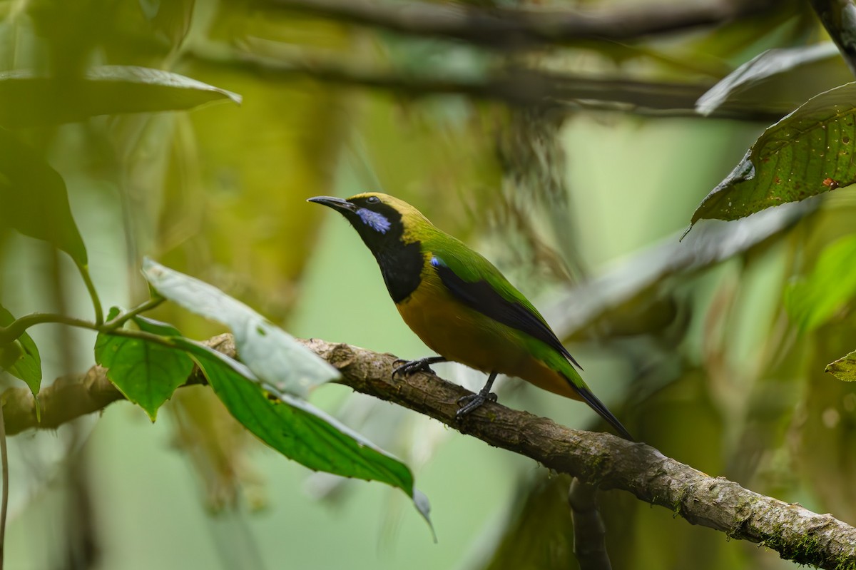 Orange-bellied Leafbird - Sudhir Paul