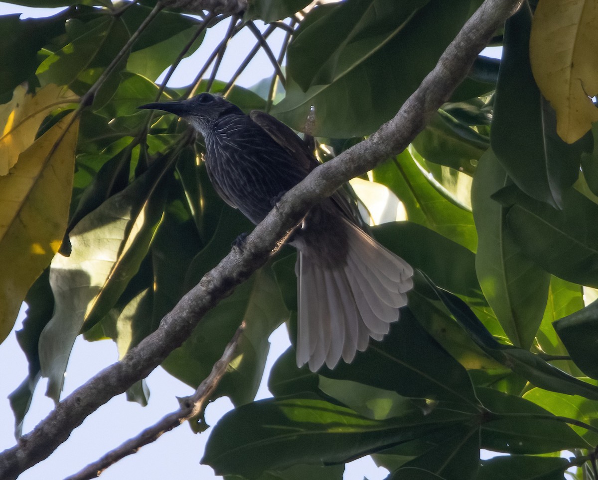 White-streaked Friarbird - ML617651498