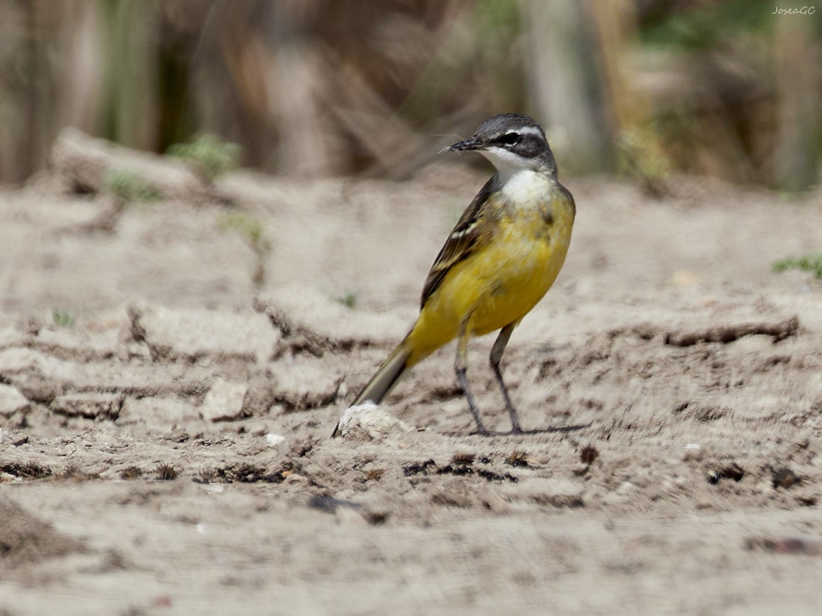 Western Yellow Wagtail - José A. GC