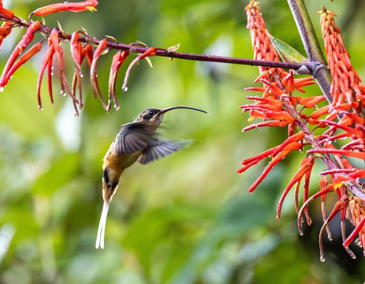 kolibřík dlouhoocasý - ML617651689