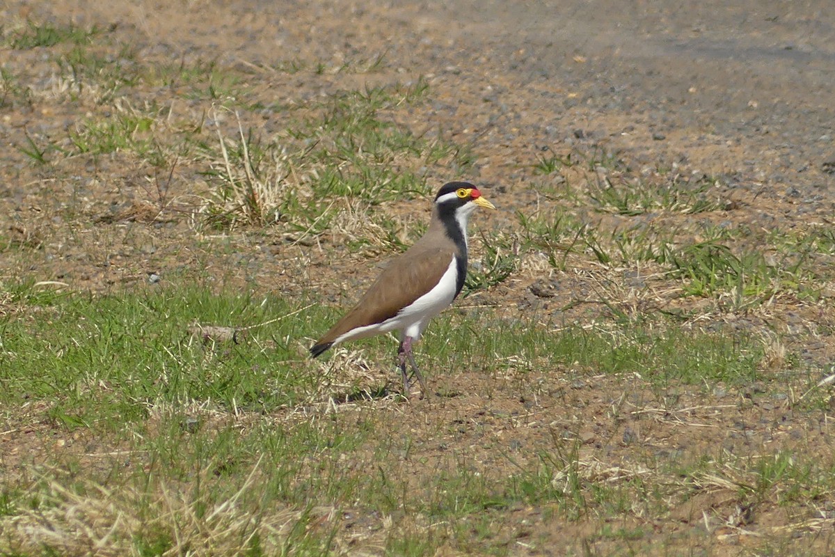 Banded Lapwing - ML617651690