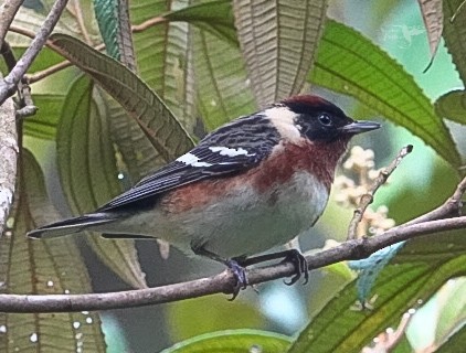 Bay-breasted Warbler - ML617651710