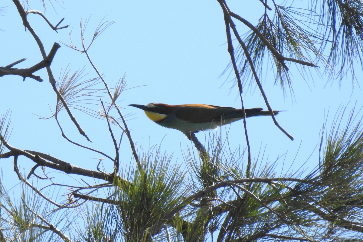 European Bee-eater - Aris Vouros