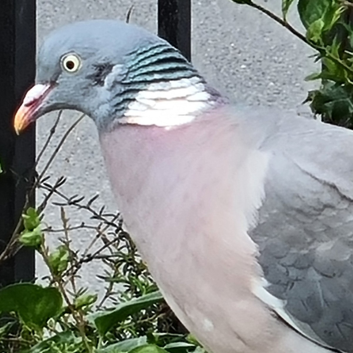 Common Wood-Pigeon - Des Mckenzie