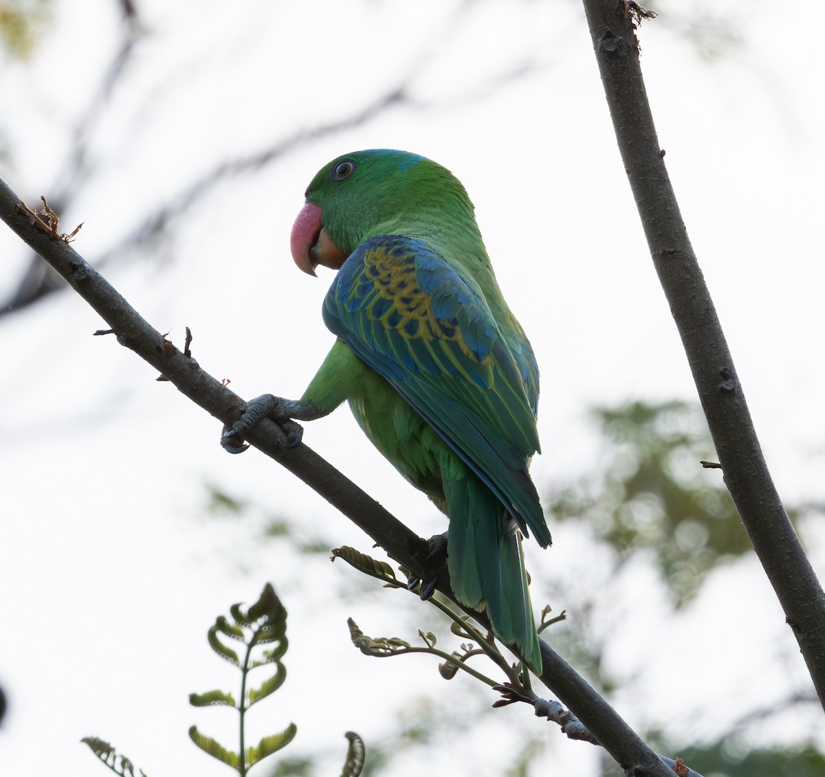Blue-naped Parrot - Soo sing Loke