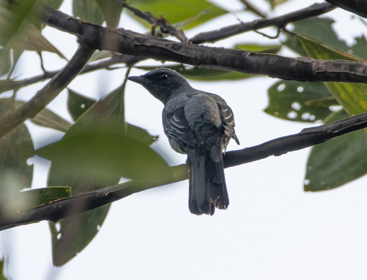 Common Cicadabird (Moluccan) - Mitch Rose