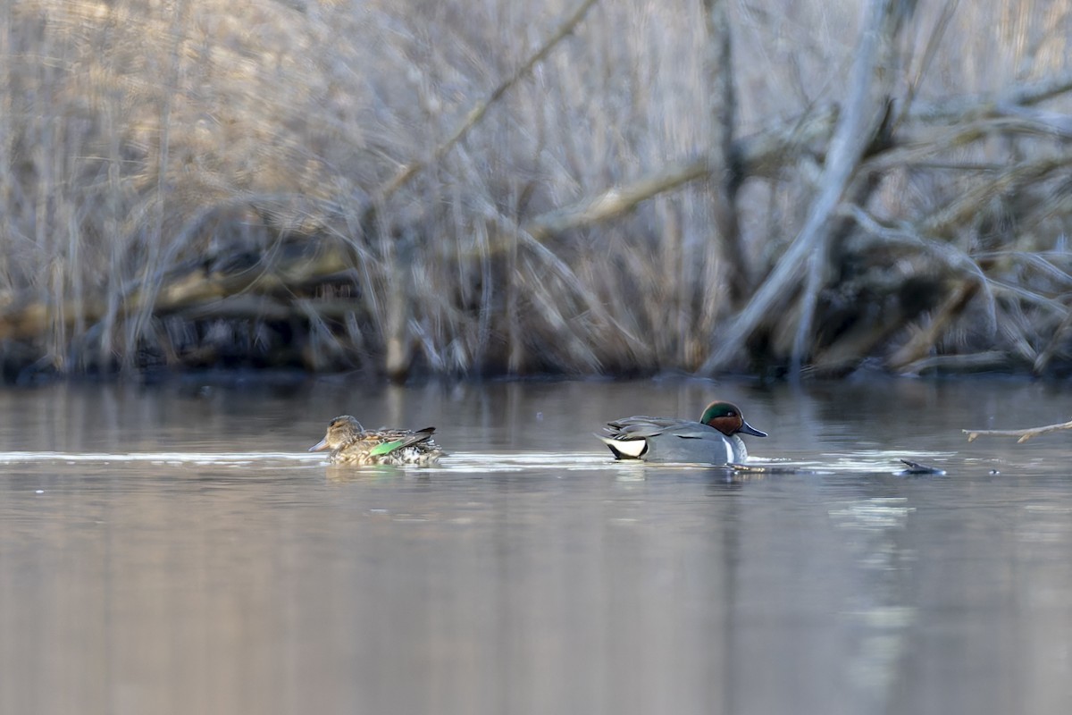 Green-winged Teal - ML617651813