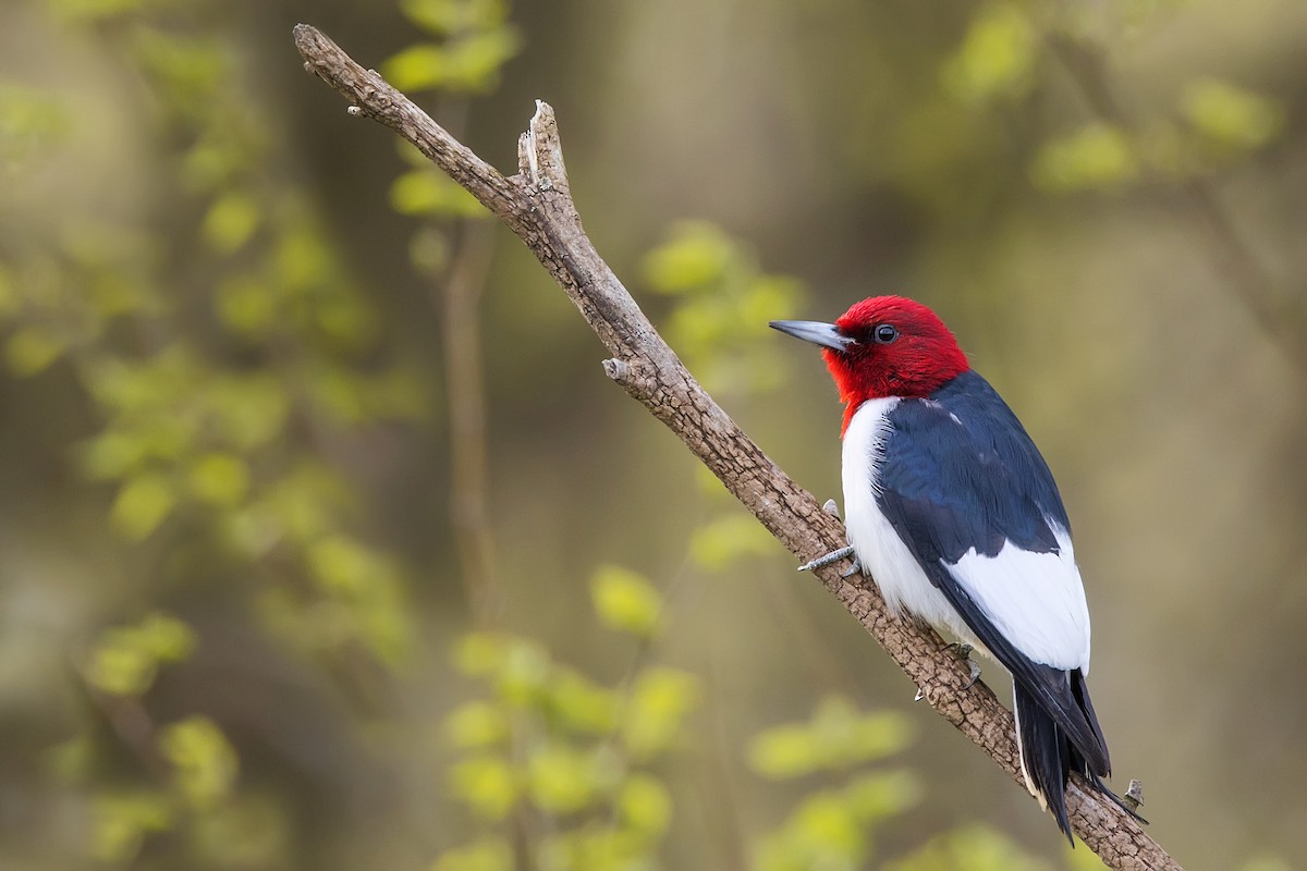 Red-headed Woodpecker - ML617651867