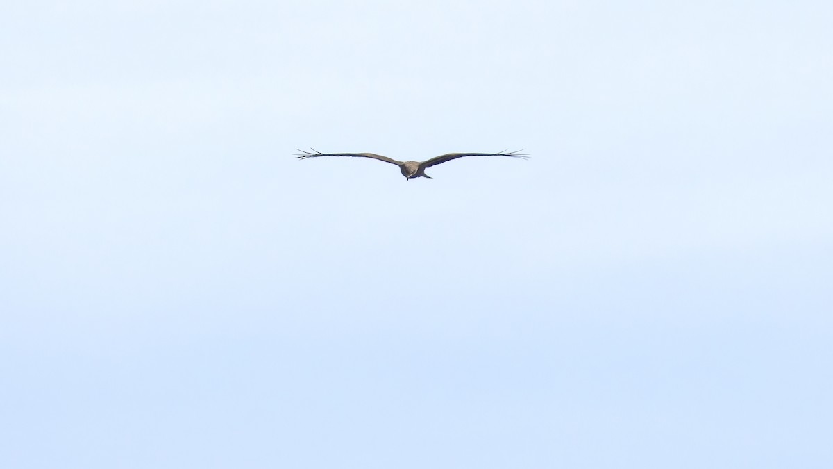 Black Kite - massimo colombo