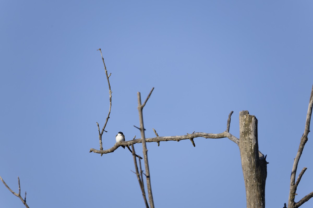 Tree Swallow - ML617651901