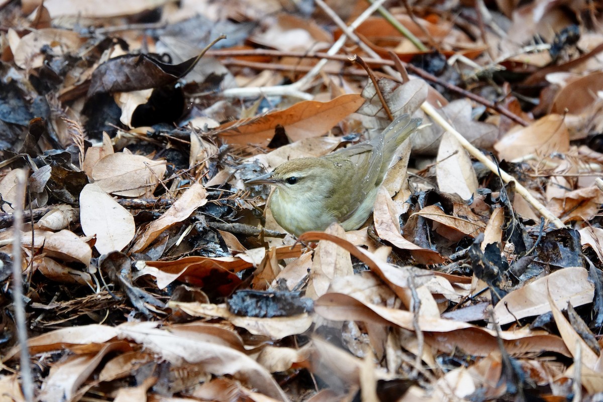 eBird Checklist - 20 Apr 2024 - Brooklyn Bridge Park - 6 species