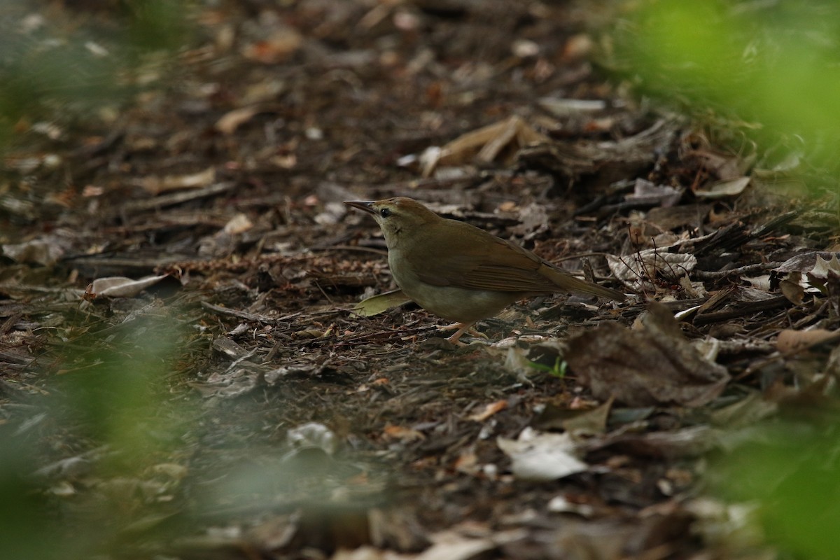Swainson's Warbler - Anonymous