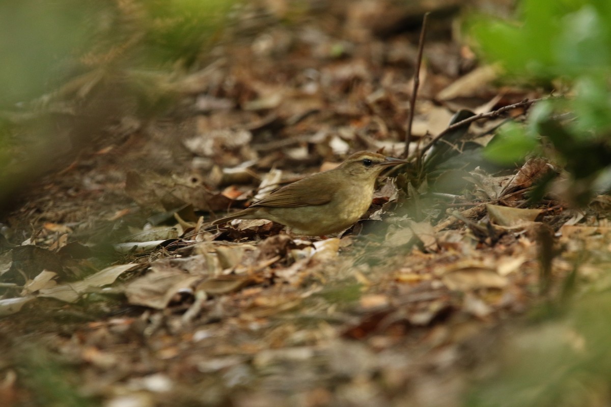 Swainson's Warbler - Anonymous