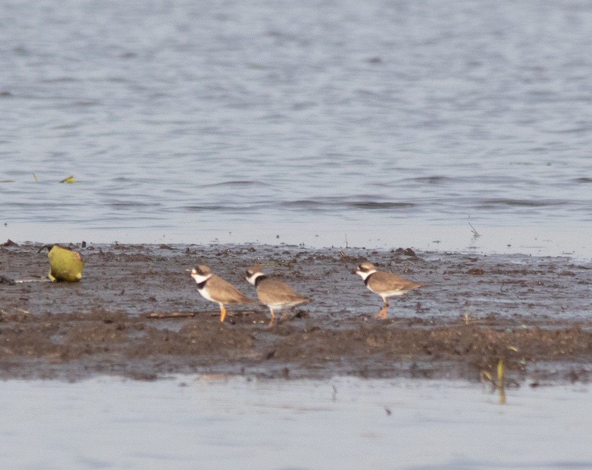 Semipalmated Plover - ML617652110