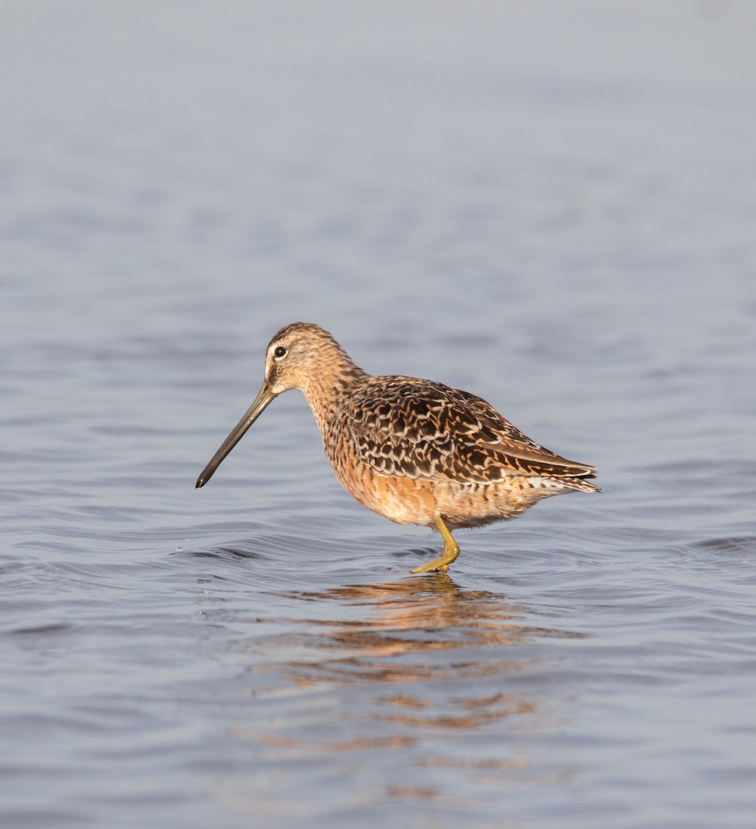 Long-billed Dowitcher - ML617652112