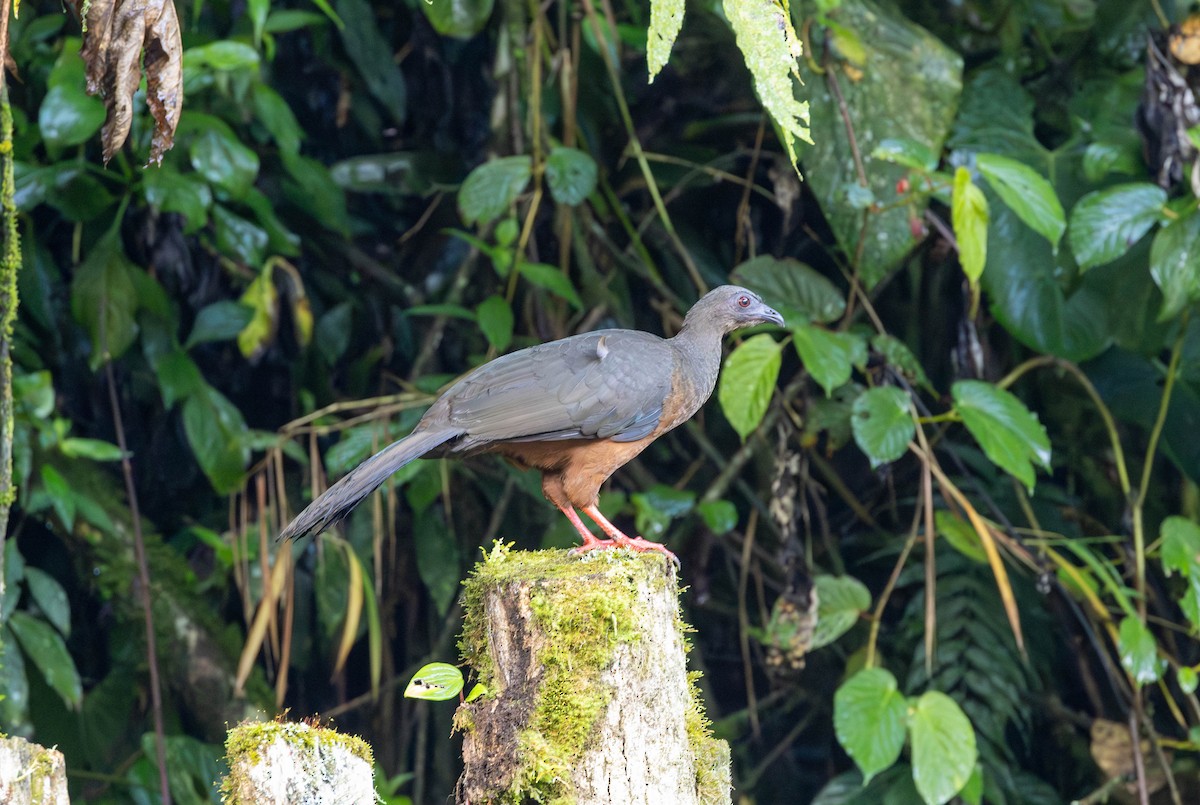 Sickle-winged Guan - ML617652220