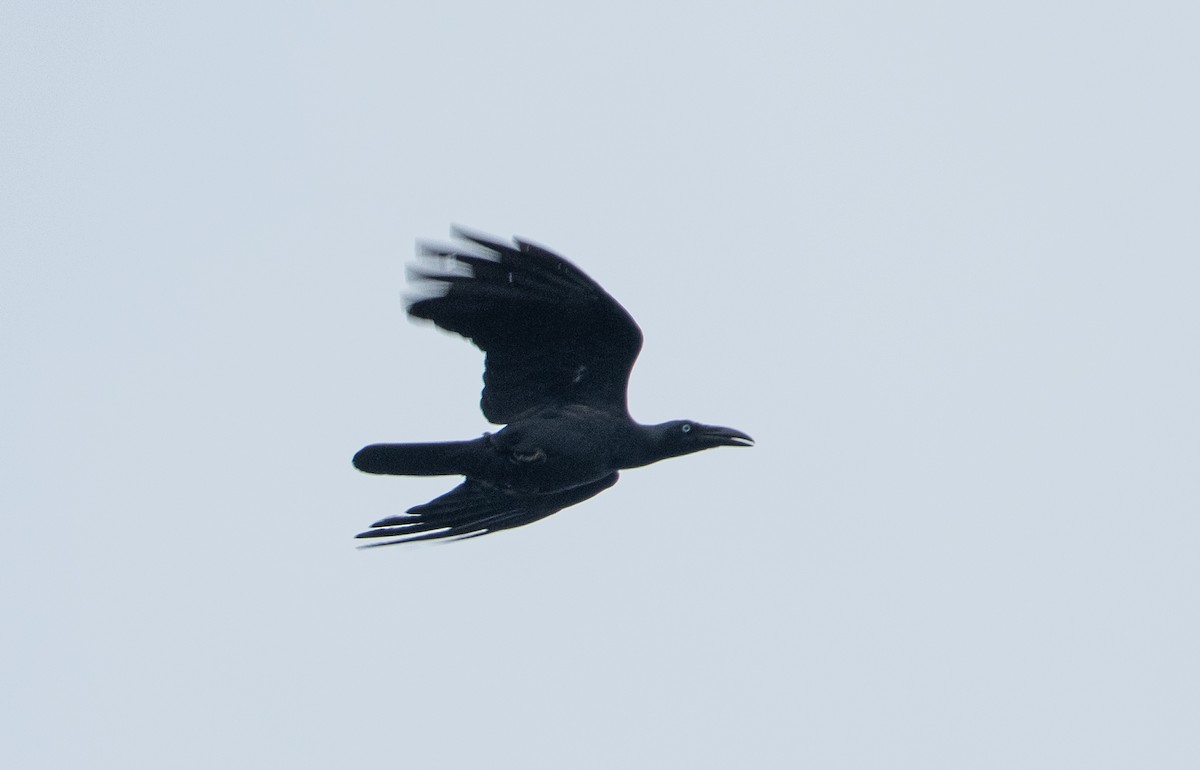 Long-billed Crow - ML617652305