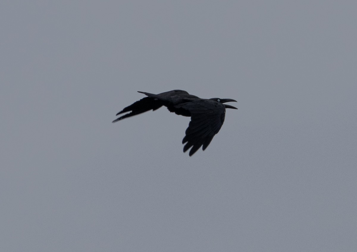 Long-billed Crow - ML617652306