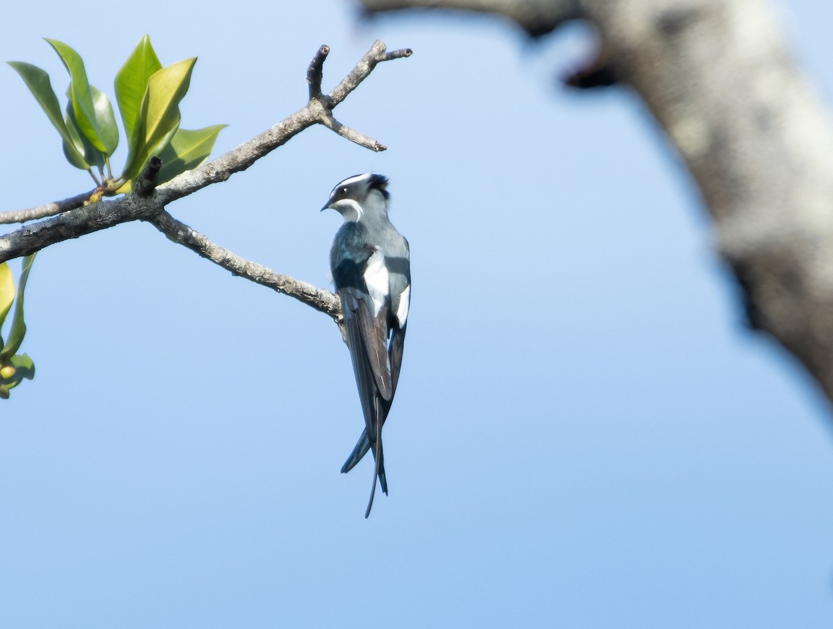 Moustached Treeswift - ML617652376