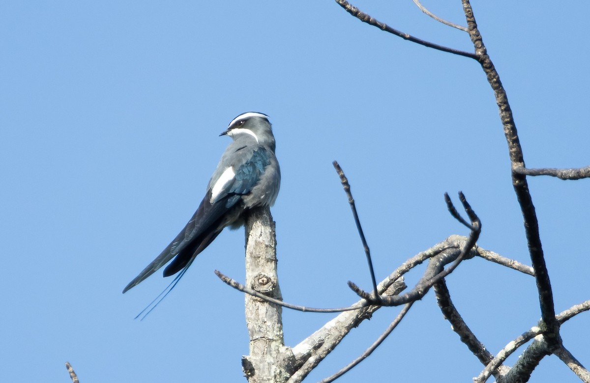 Moustached Treeswift - ML617652377