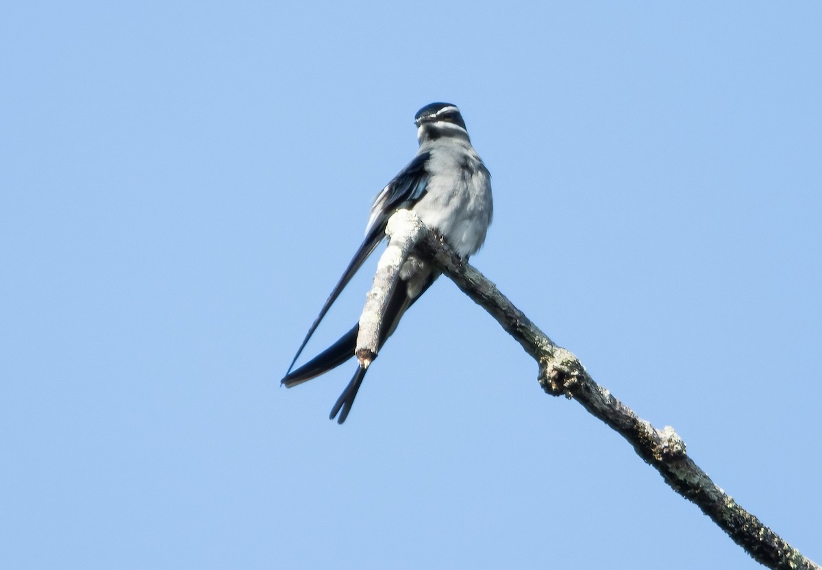 Moustached Treeswift - ML617652378