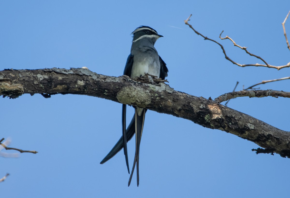 Moustached Treeswift - ML617652389