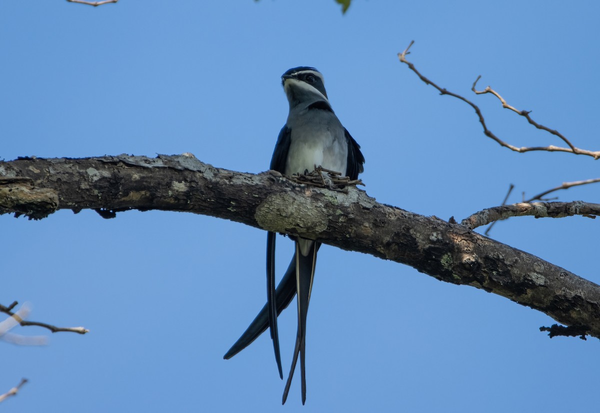 Moustached Treeswift - ML617652390