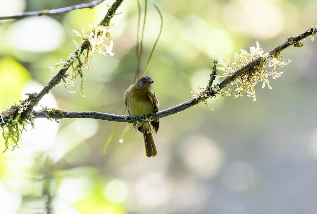 Rufous-breasted Flycatcher - Michelle Martin