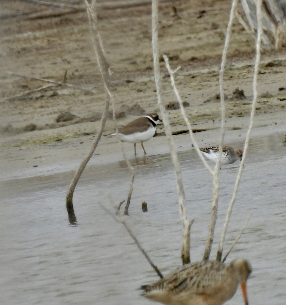 Semipalmated Plover - ML617652428