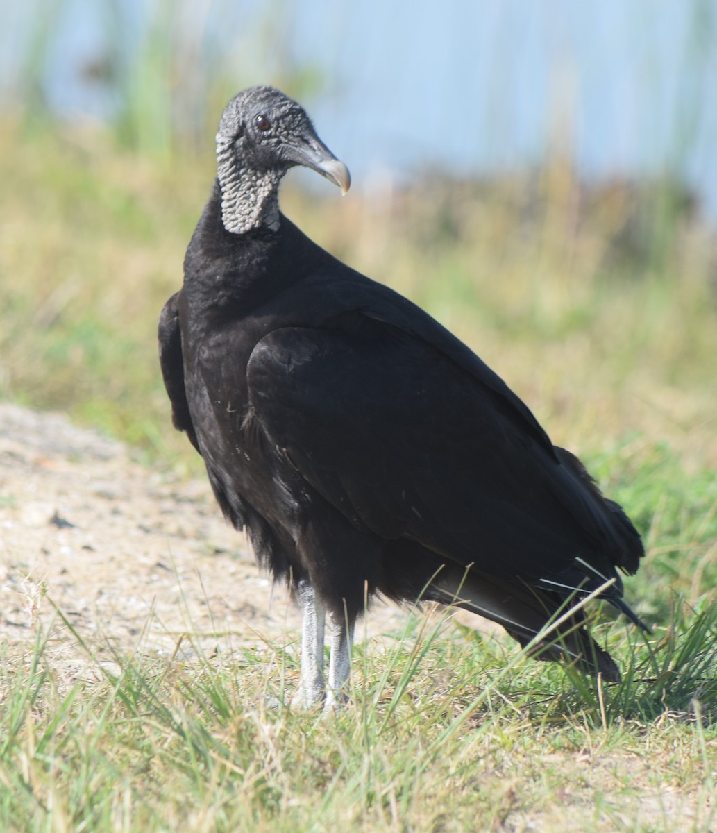 Black Vulture - Bill Uttenweiler