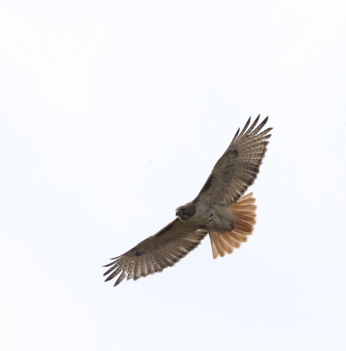 Red-tailed Hawk - ML617652448