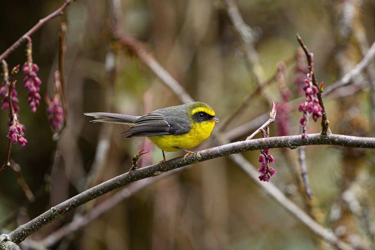 Yellow-bellied Fairy-Fantail - ML617652490