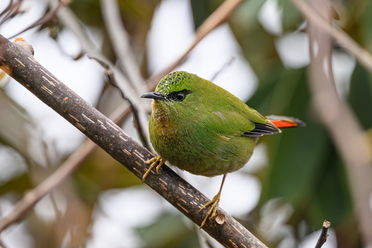 Fire-tailed Myzornis - ML617652508