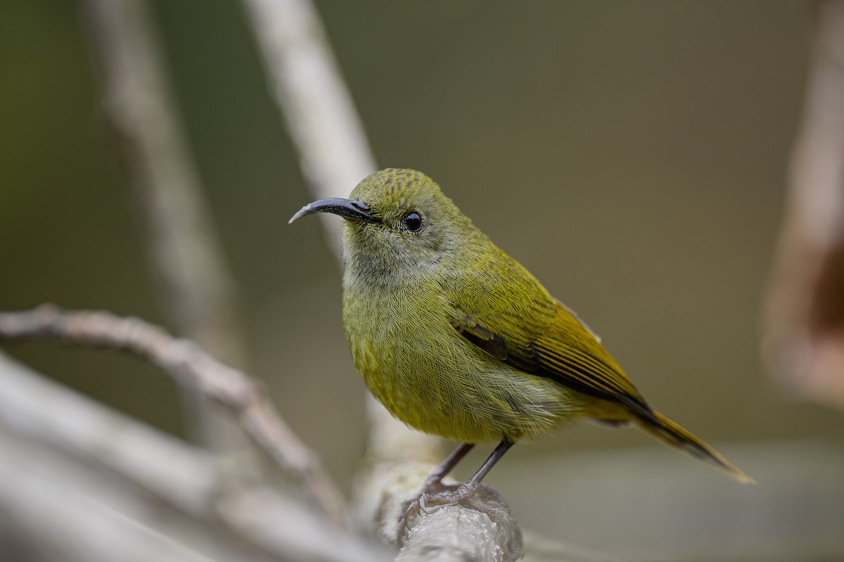 Green-tailed Sunbird - ML617652515