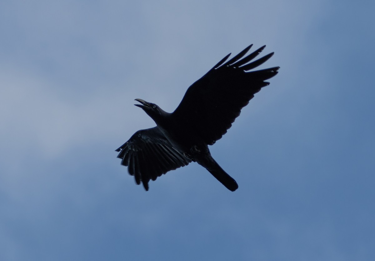 Long-billed Crow - ML617652524