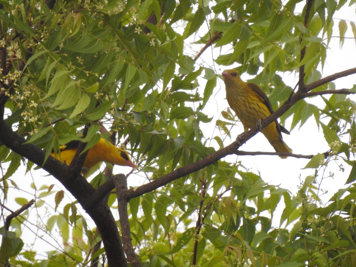 Indian Golden Oriole - ML617652563