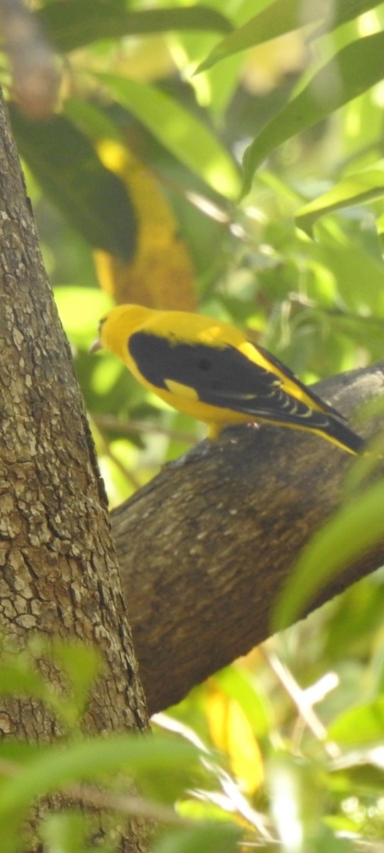 Indian Golden Oriole - ML617652564