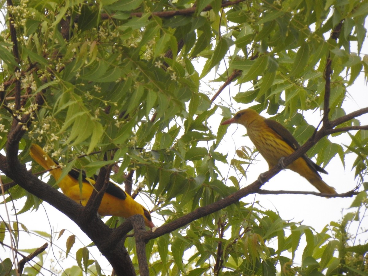 Indian Golden Oriole - ML617652565