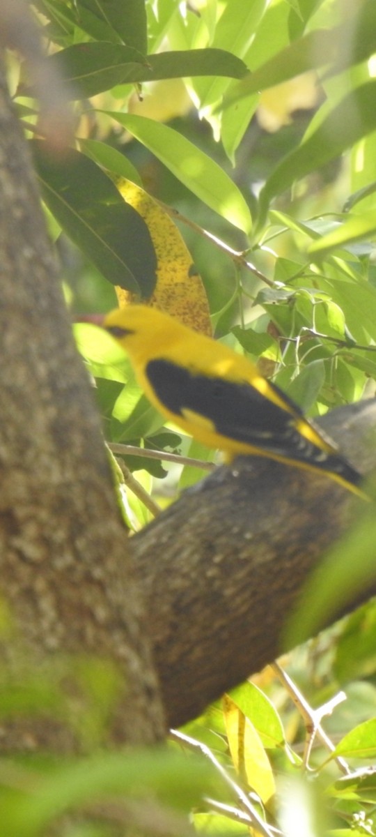 Indian Golden Oriole - ML617652566
