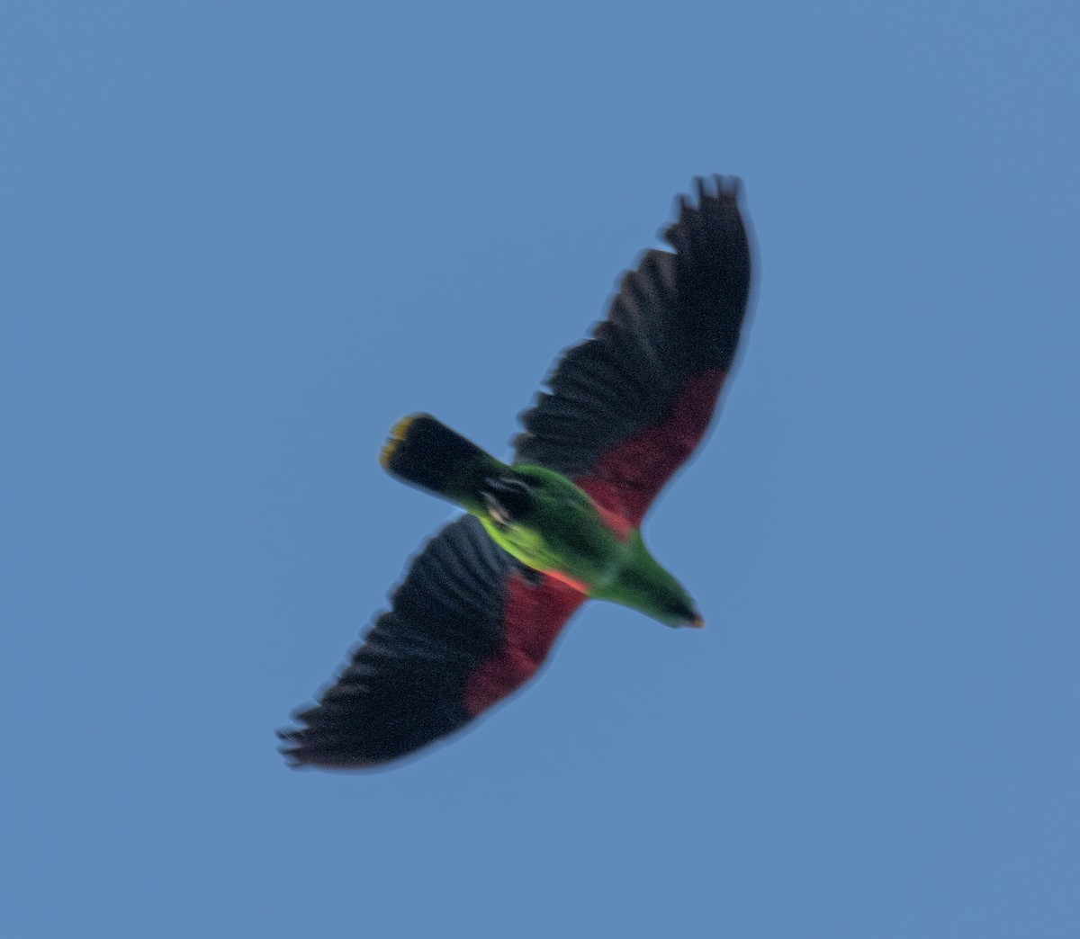 Maluku Eklektus Papağanı - ML617652589