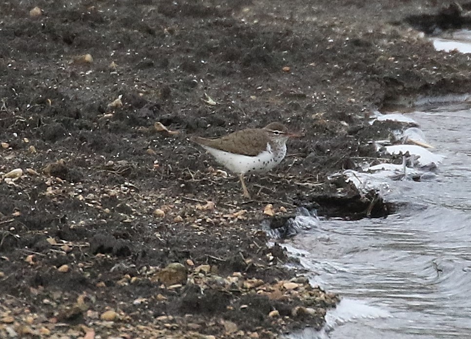 Ebird Checklist - 20 Apr 2024 - Fawn River State Fish Hatchery - 9 Species