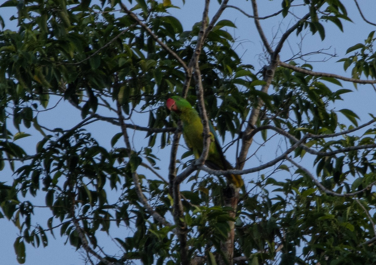Maluku Eklektus Papağanı - ML617652641